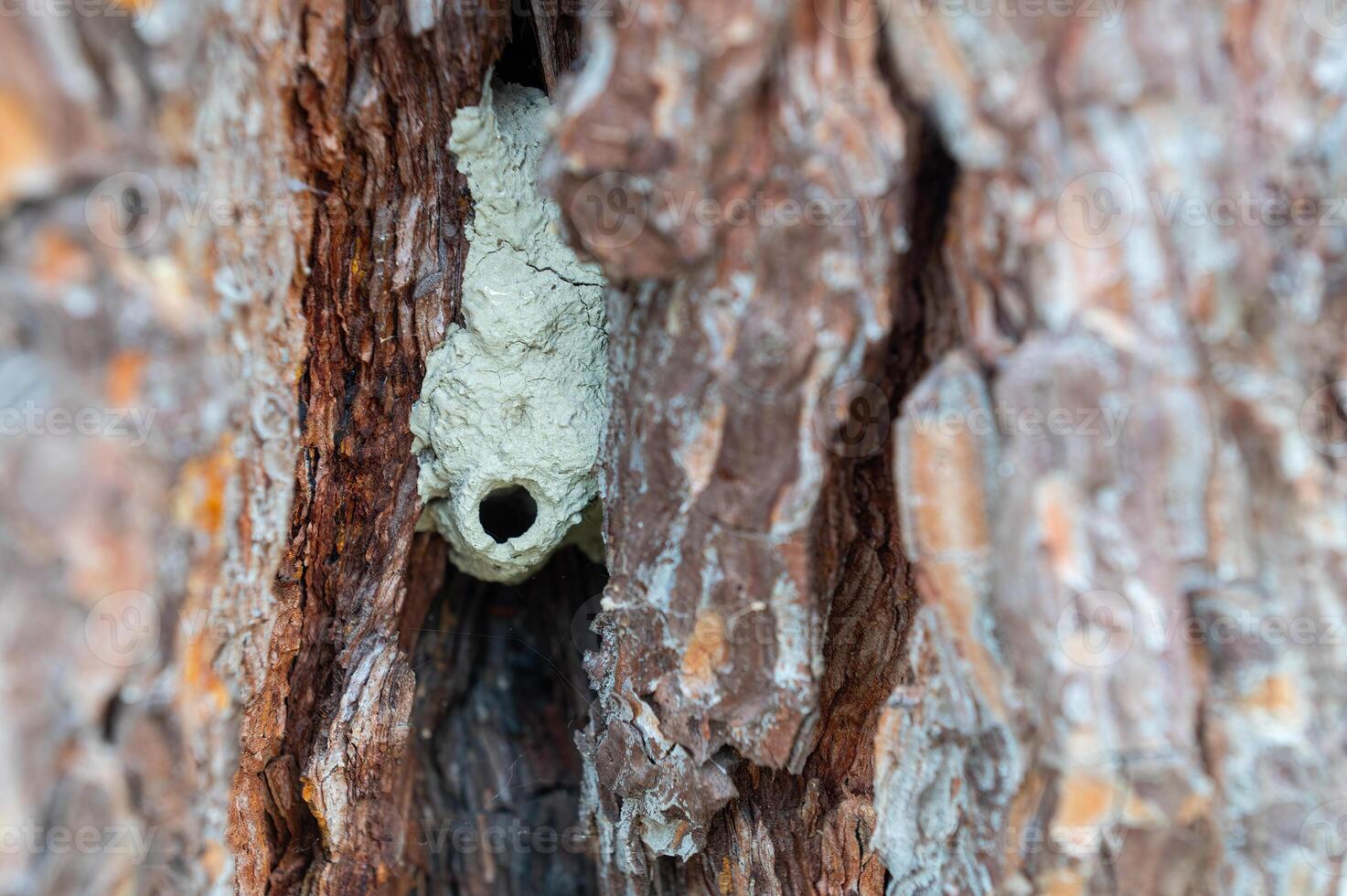Wild bee nest made of mud between tree bark. photo