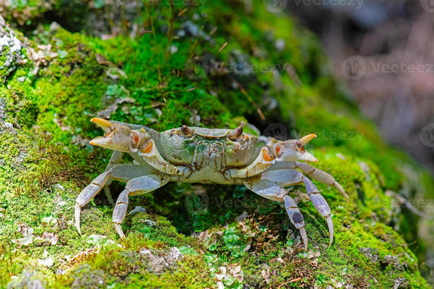 A crab on the moss by the stream in the woods. photo