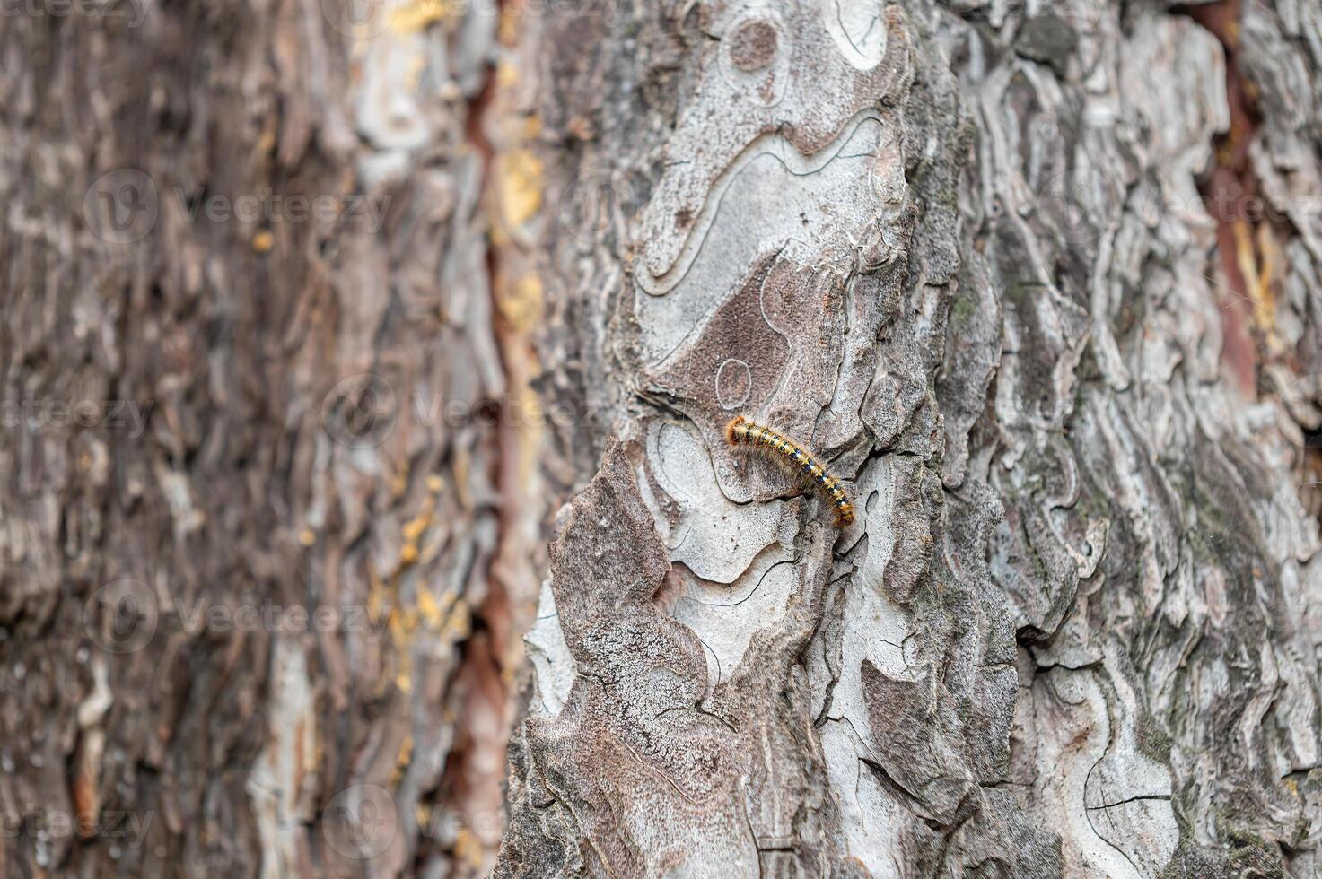 Tree bark patterns and a hairy caterpillar on it. photo