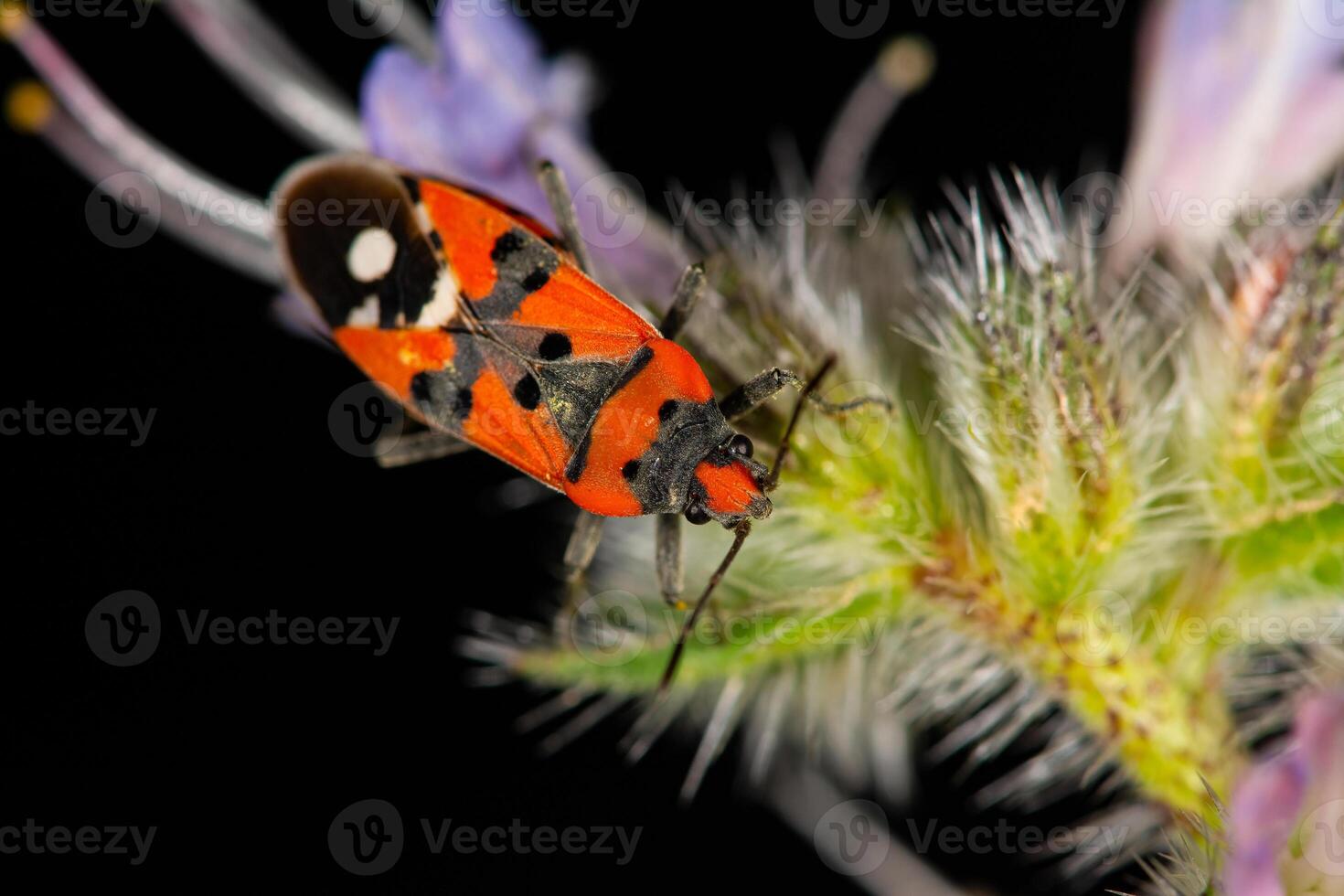Black-red beetle on the flower, Lygaeus equestris. photo