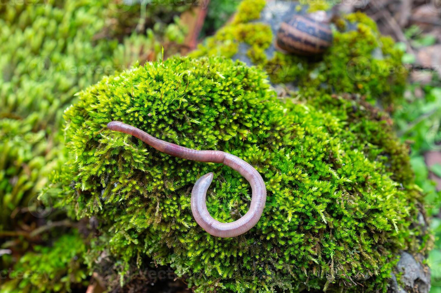 A worm on green-coloured moss. photo