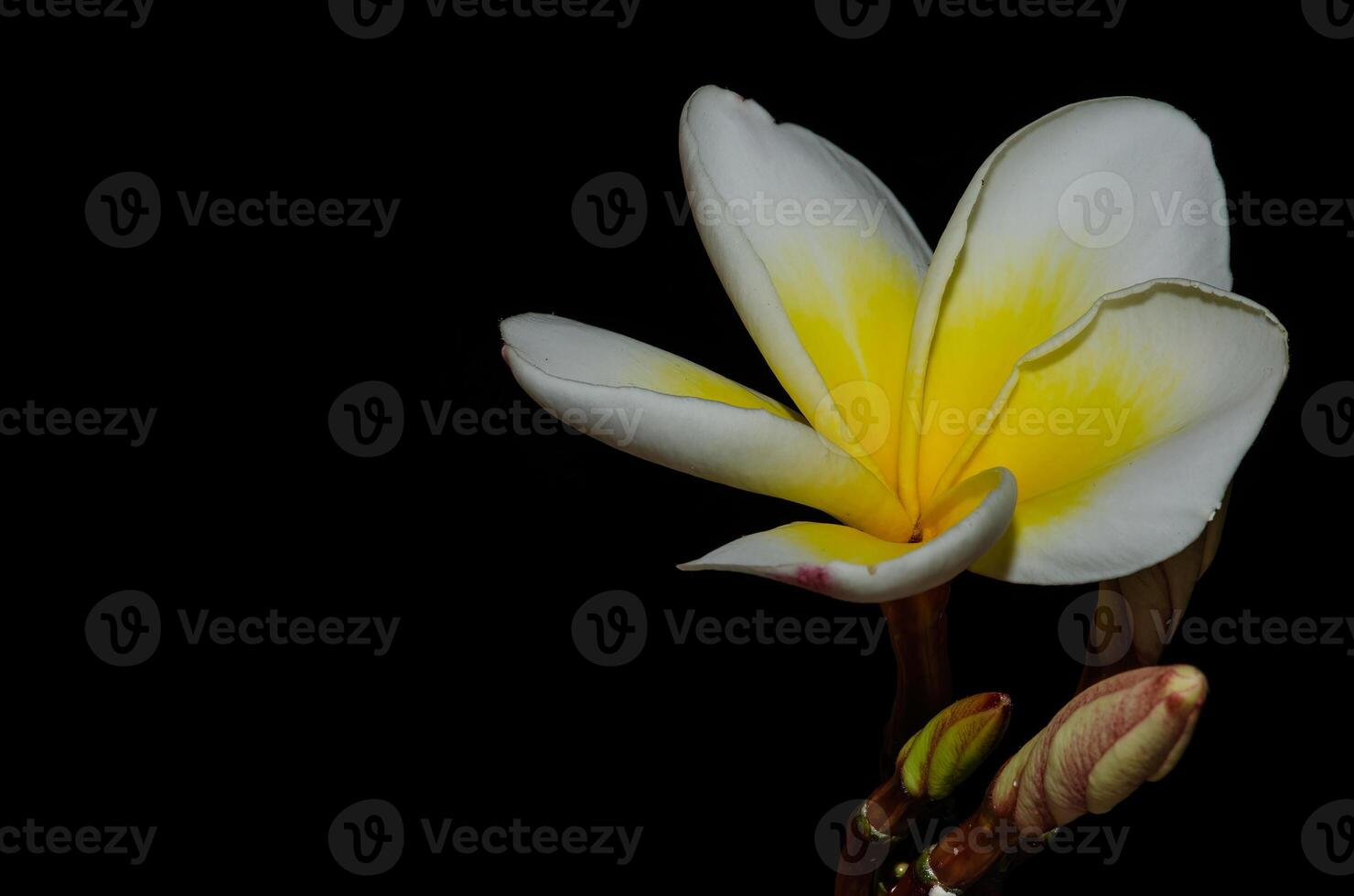 Plumeria, common name frangipani is a genus of flowering plants in the dogbane family, Apocynaceae. photo