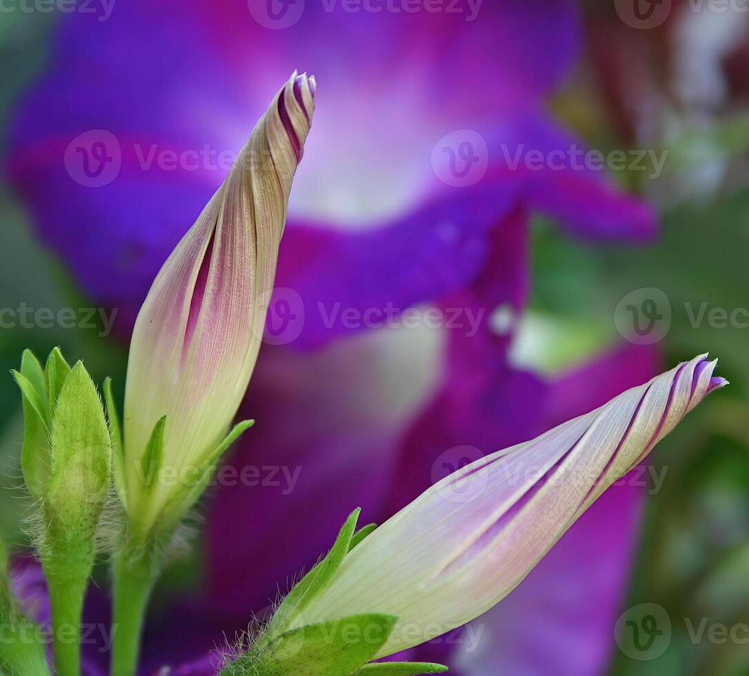 Ipomoea indica is a species of flowering plant in the family Convolvulaceae, known by several common names, including Blue morning glory photo