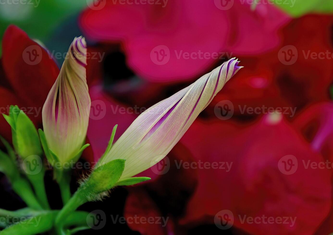 Morning glory in the red background closed in the afternoon. photo