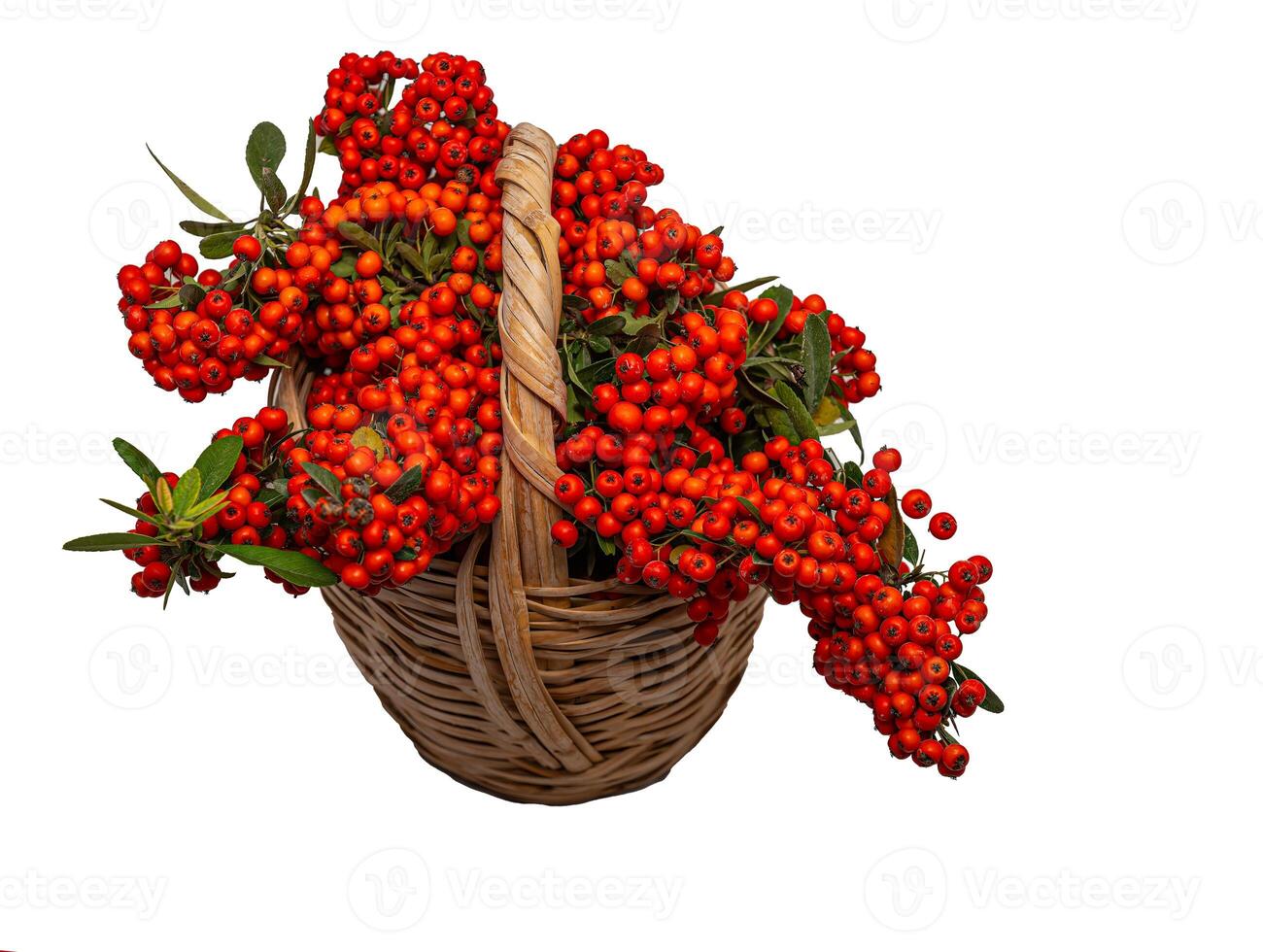 Firethorn berries in basket, isolated on white ground. photo