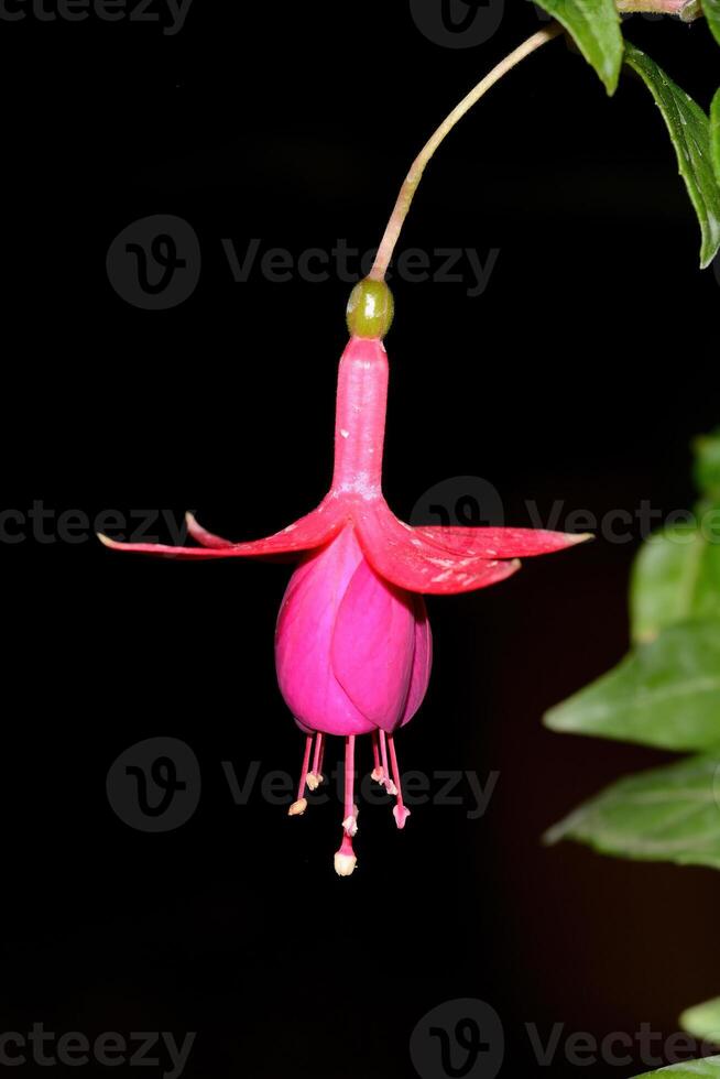 Red-Purple Fuchsia hybrids flower. Fuchsia or hardy fuchsia flower .bloom in the garden photo