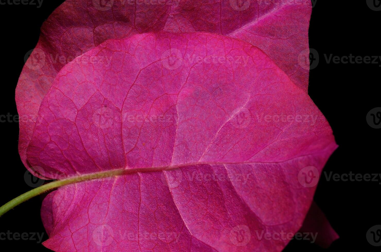 Bougainvillea flower on black background. Tropical vegetation. photo