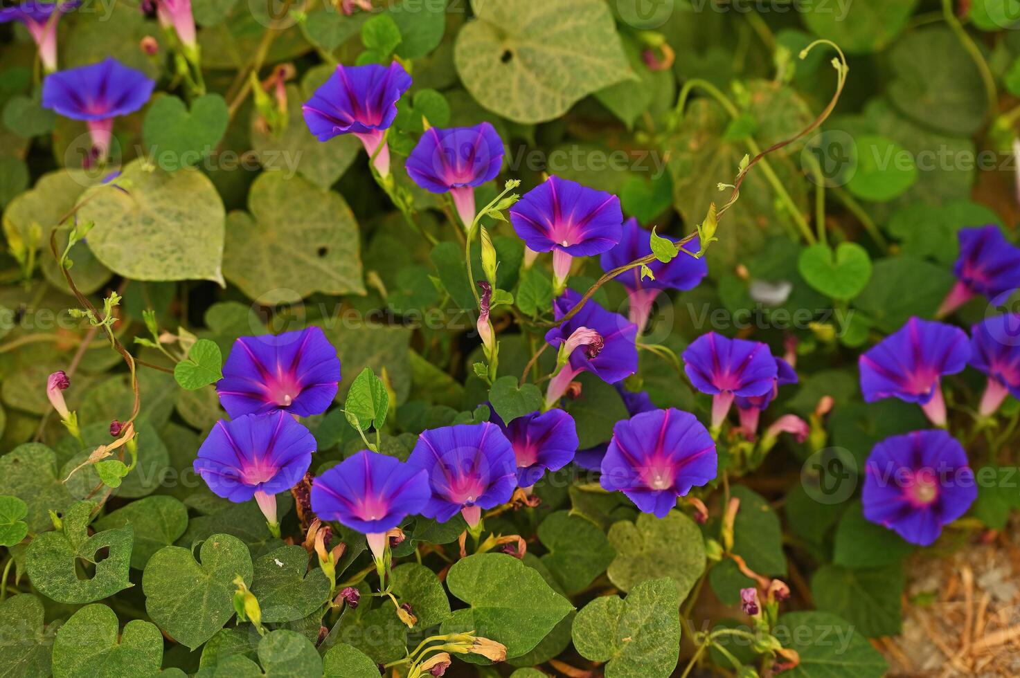 Pink morning glory blossom in the garden. photo