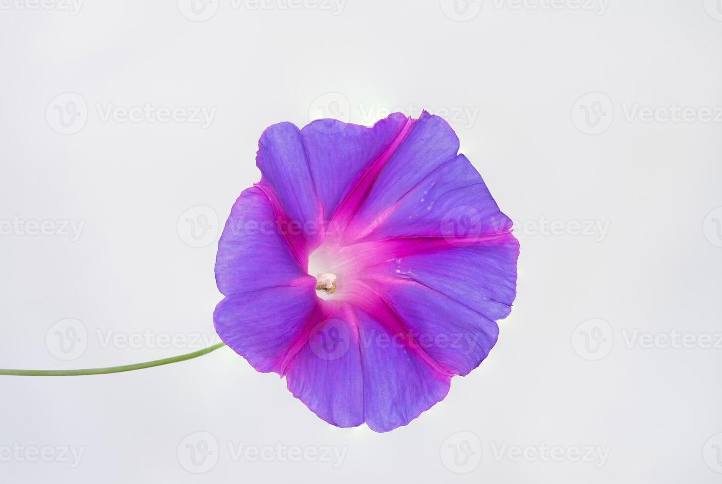 Morning glory blooming in the garden. photo
