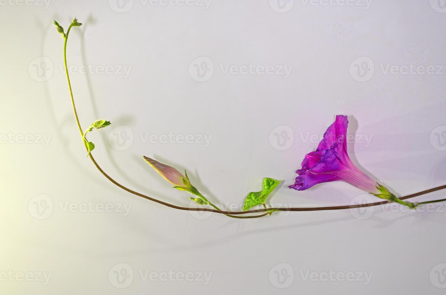 Morning glory flower on a white background. photo