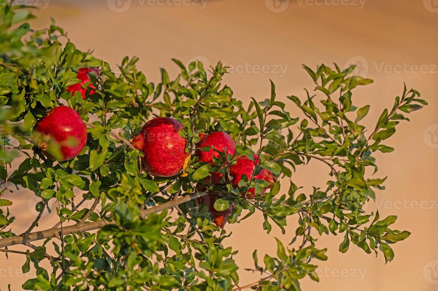 Red pomegranate on a tree branch. photo