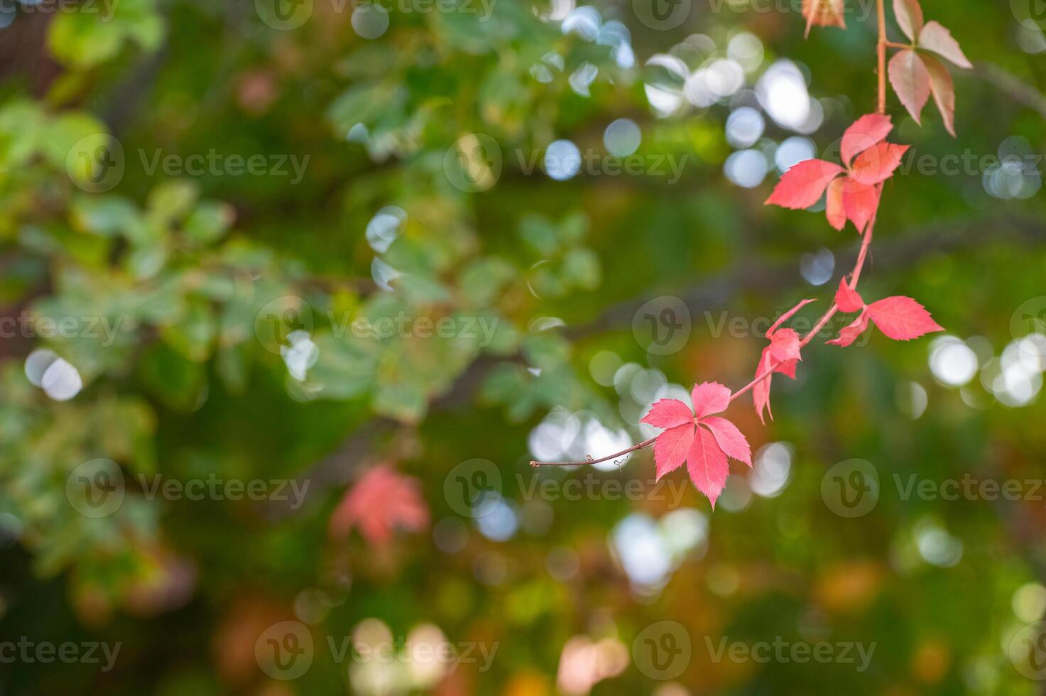 Beautiful, shallow depth of field, red leaves on branch in autumn background. Copy field photo