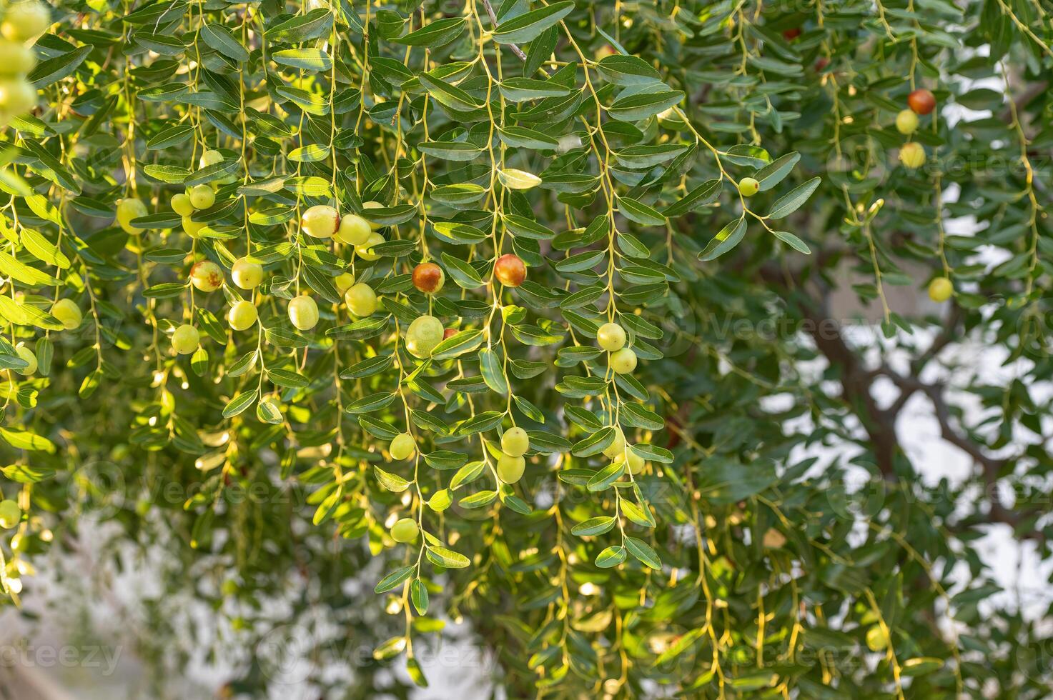 jujube fruits on a tree on a background of green leaves photo