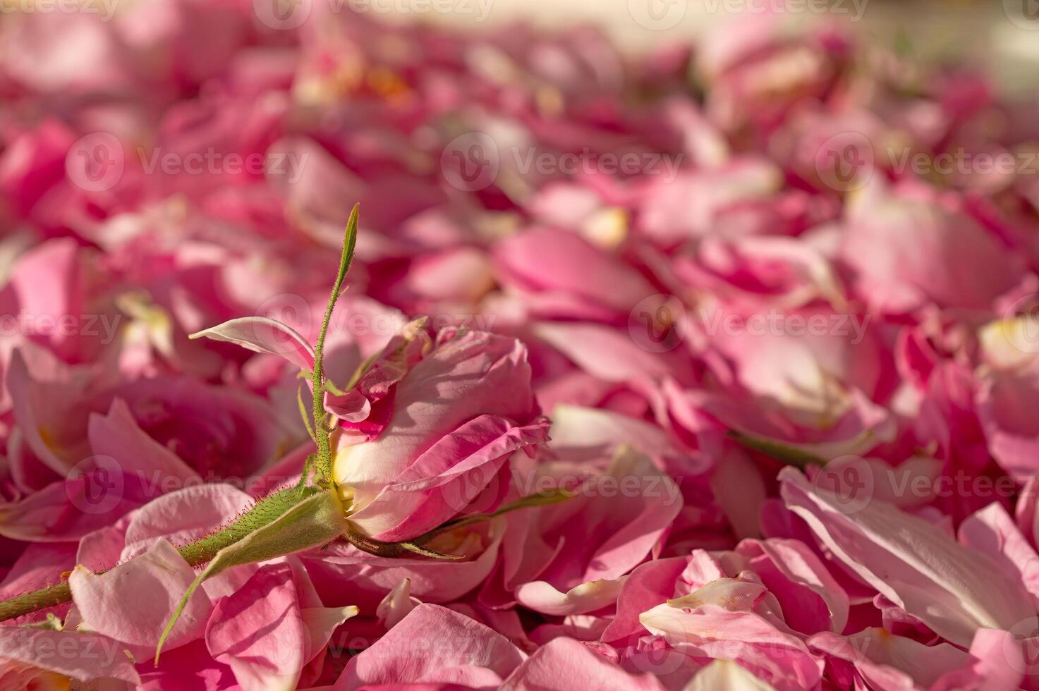 Pink roses harvested for water and oil extraction. Isparta, Turkey. photo
