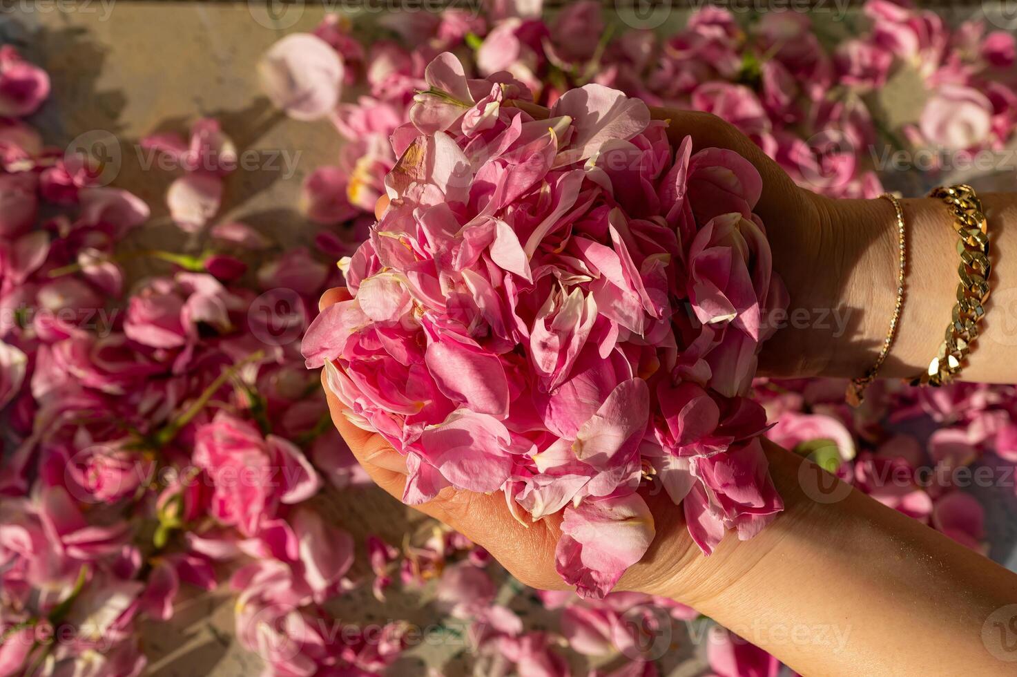 Pink roses in the palm of a woman's hand, collected for extracting water and oil. Isparta, Turkey. photo