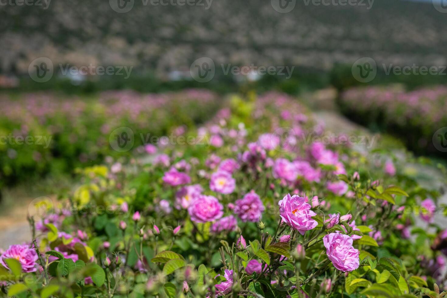 Pink-coloured rose garden. The famous Isparta rose in Turkey. photo