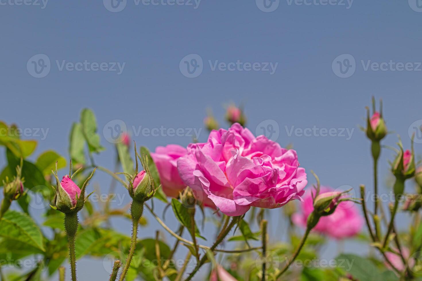 Pink-coloured rose garden. The famous Isparta rose in Turkey. photo