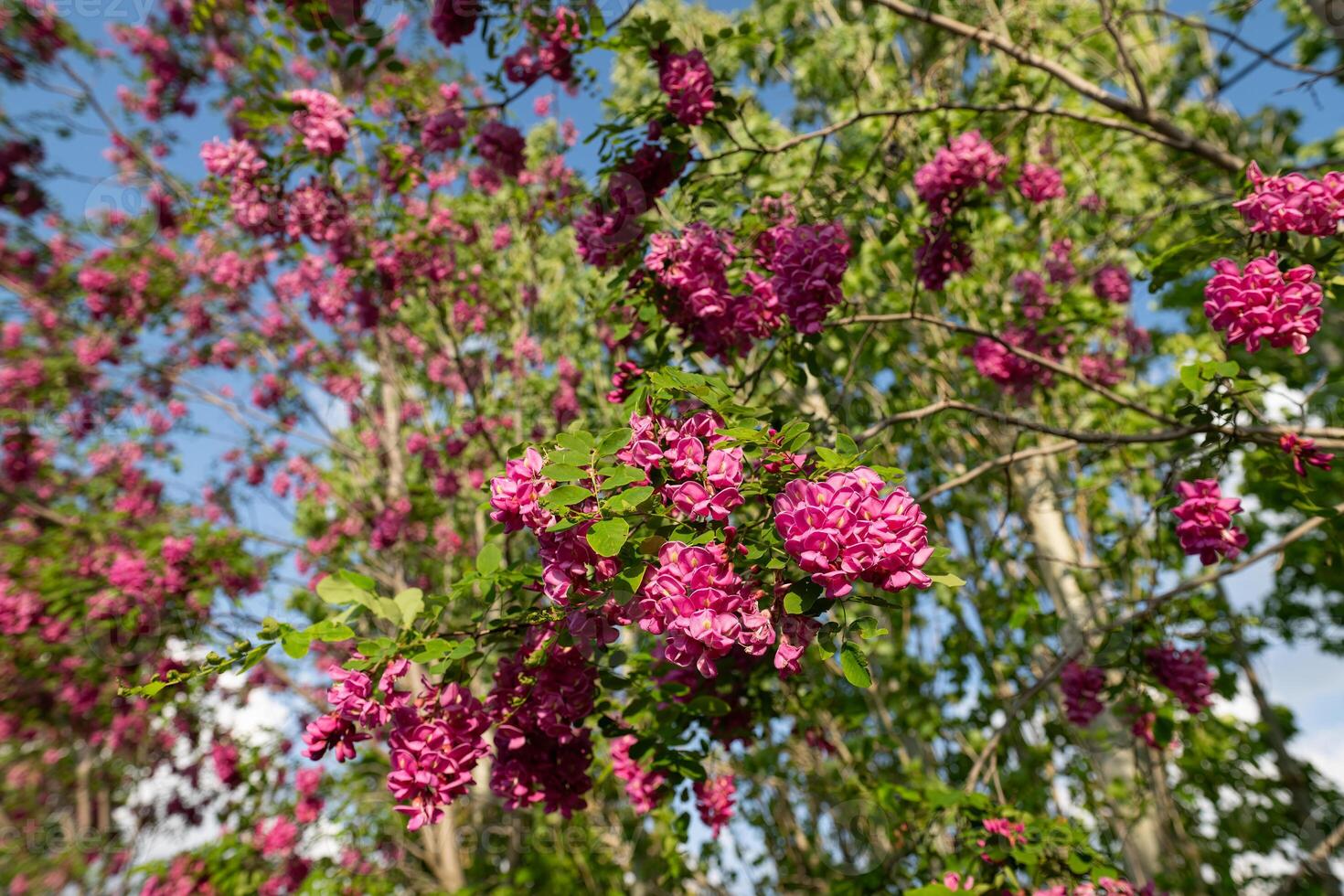 Beautiful Rose Acacia, Robinia pseudoacacia, Blooming in the Spring Garden. Robinia Viscosa close up. Spring seasonal background with fresh green. photo