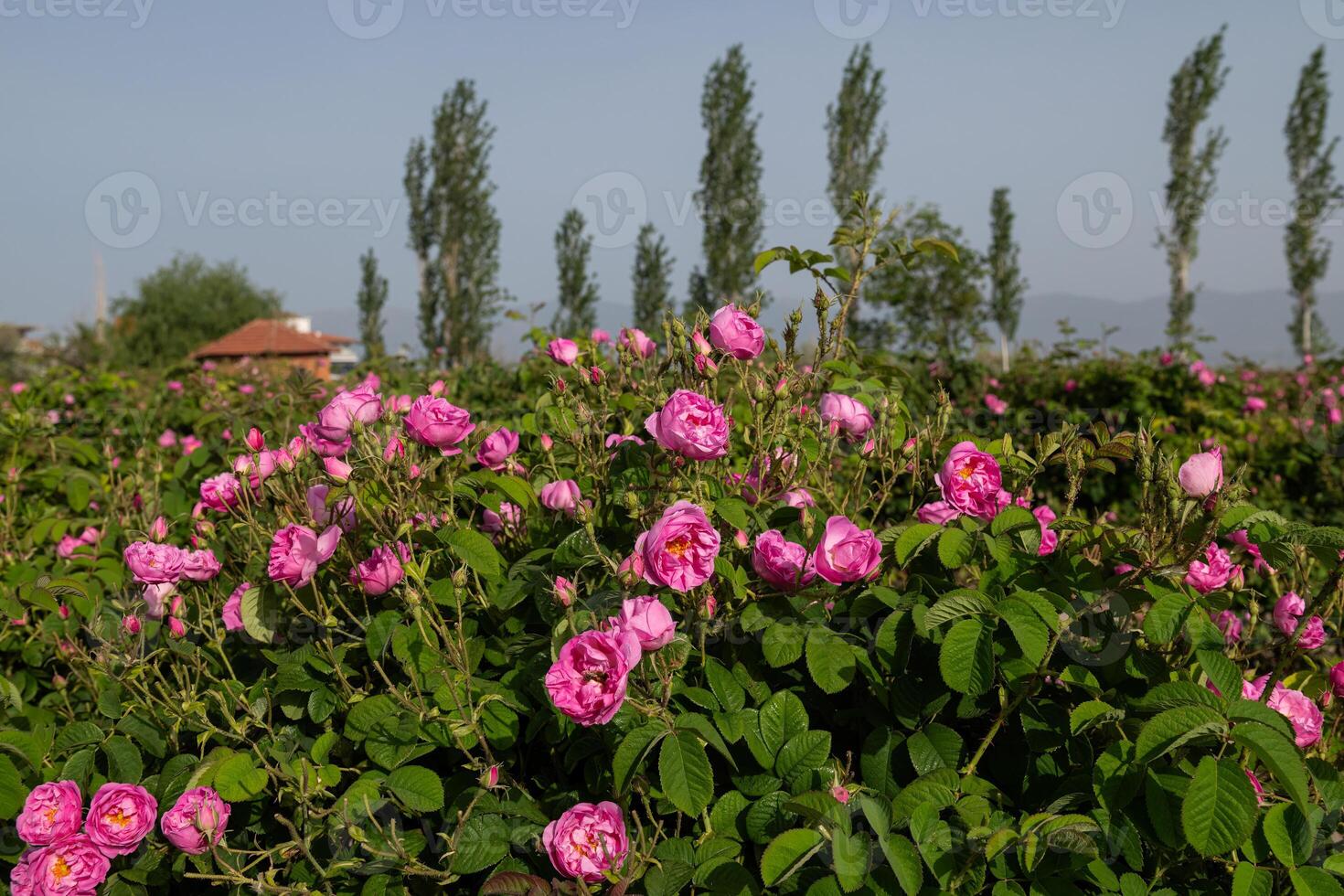 The pink roses in the rosefields at famous city that is Isparta is a famous city in Turkey. photo