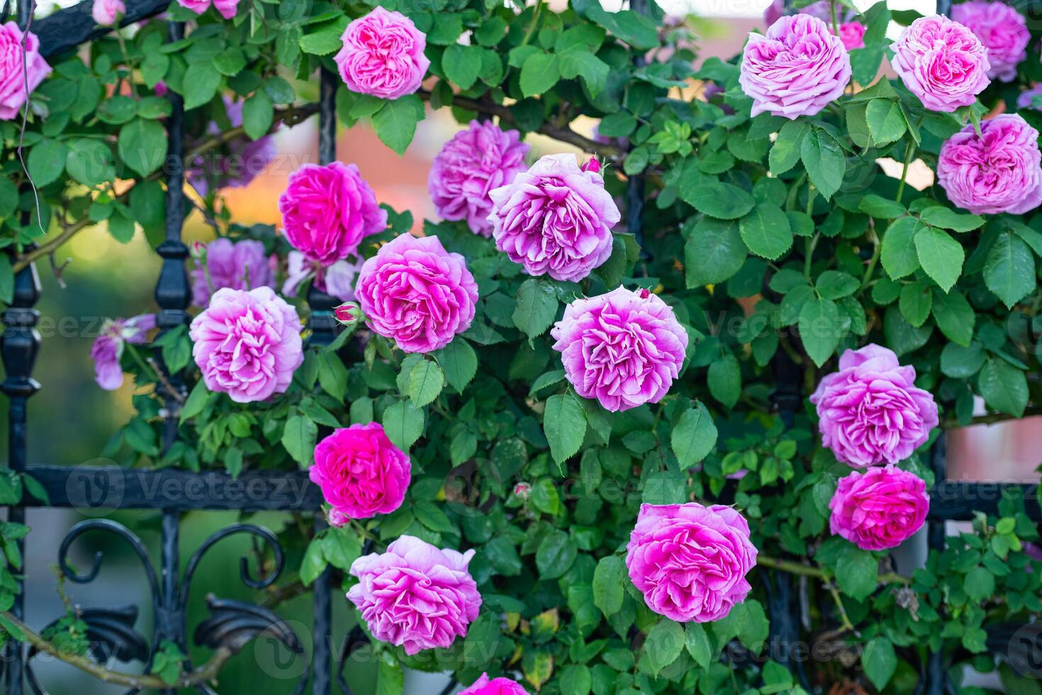 Many pink roses in green leafs, floral background. photo