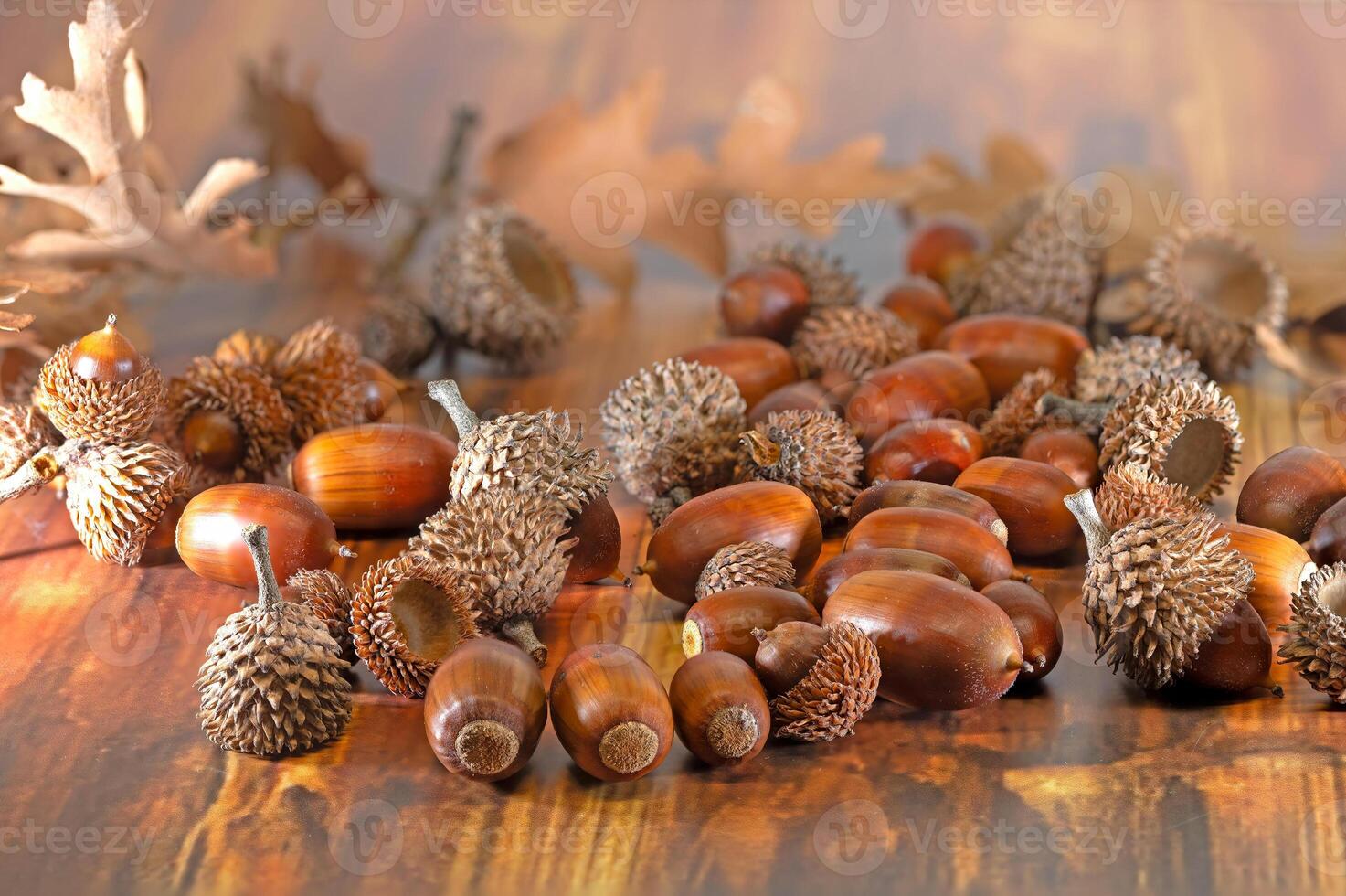 Dried acorns on a wooden table. photo