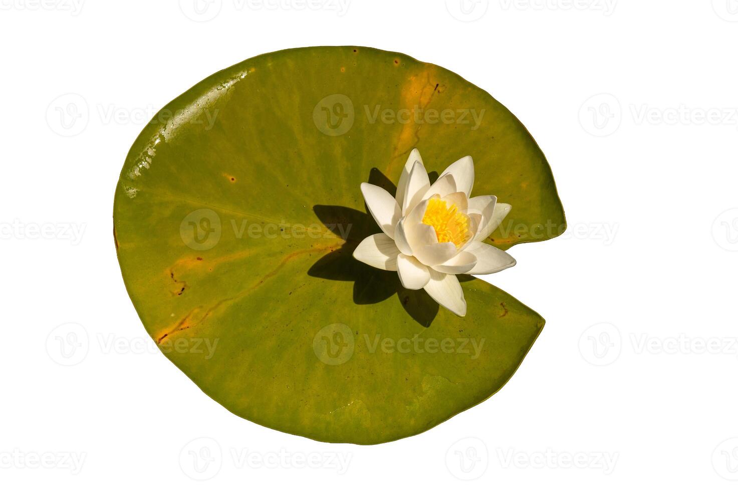 Lotus flower and green leaf isolated on a white background. Nymphaea Alba. photo