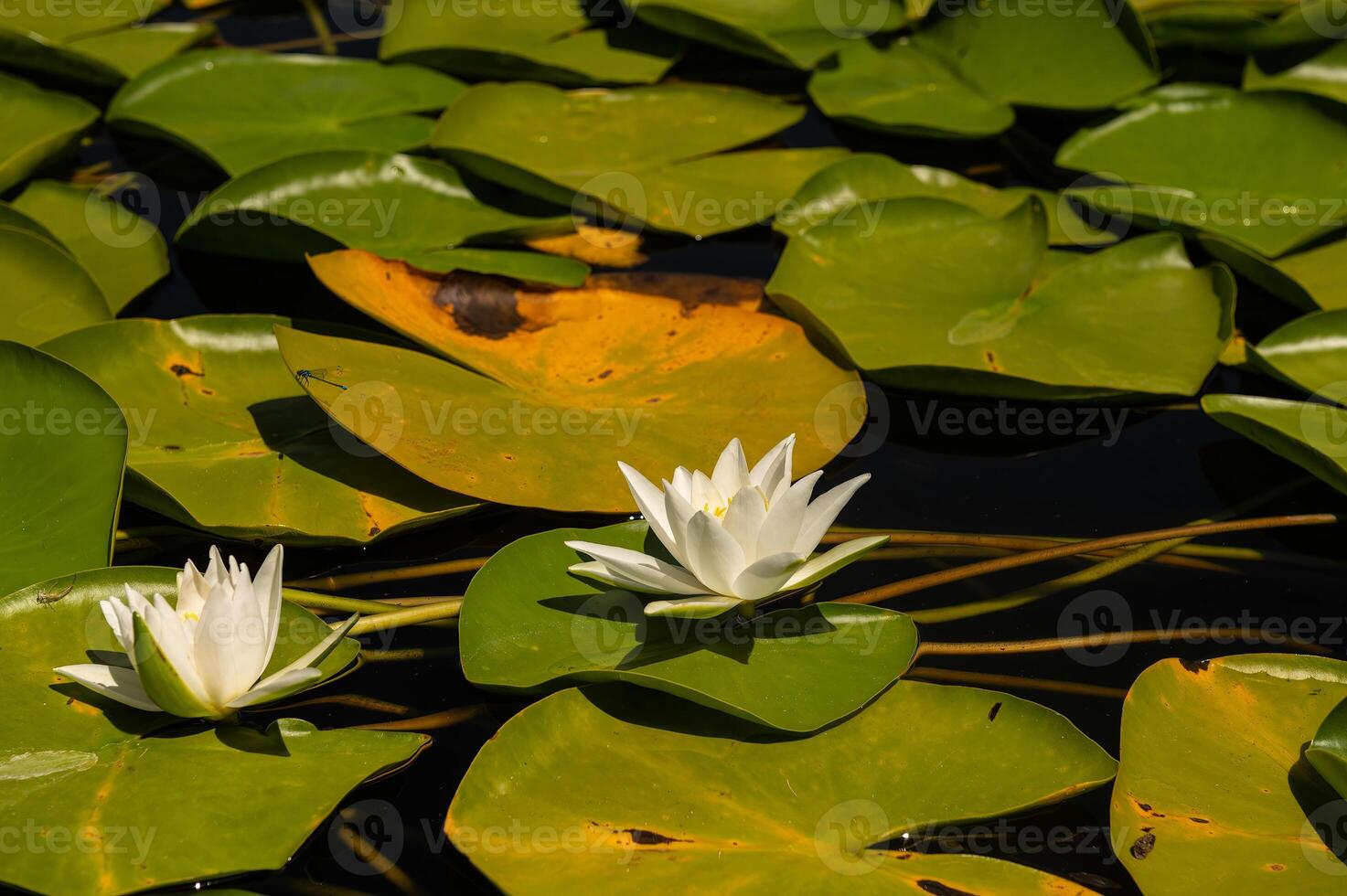 White lotus flower in the pond. Nymphaea Alba. Denizli Turkey. photo