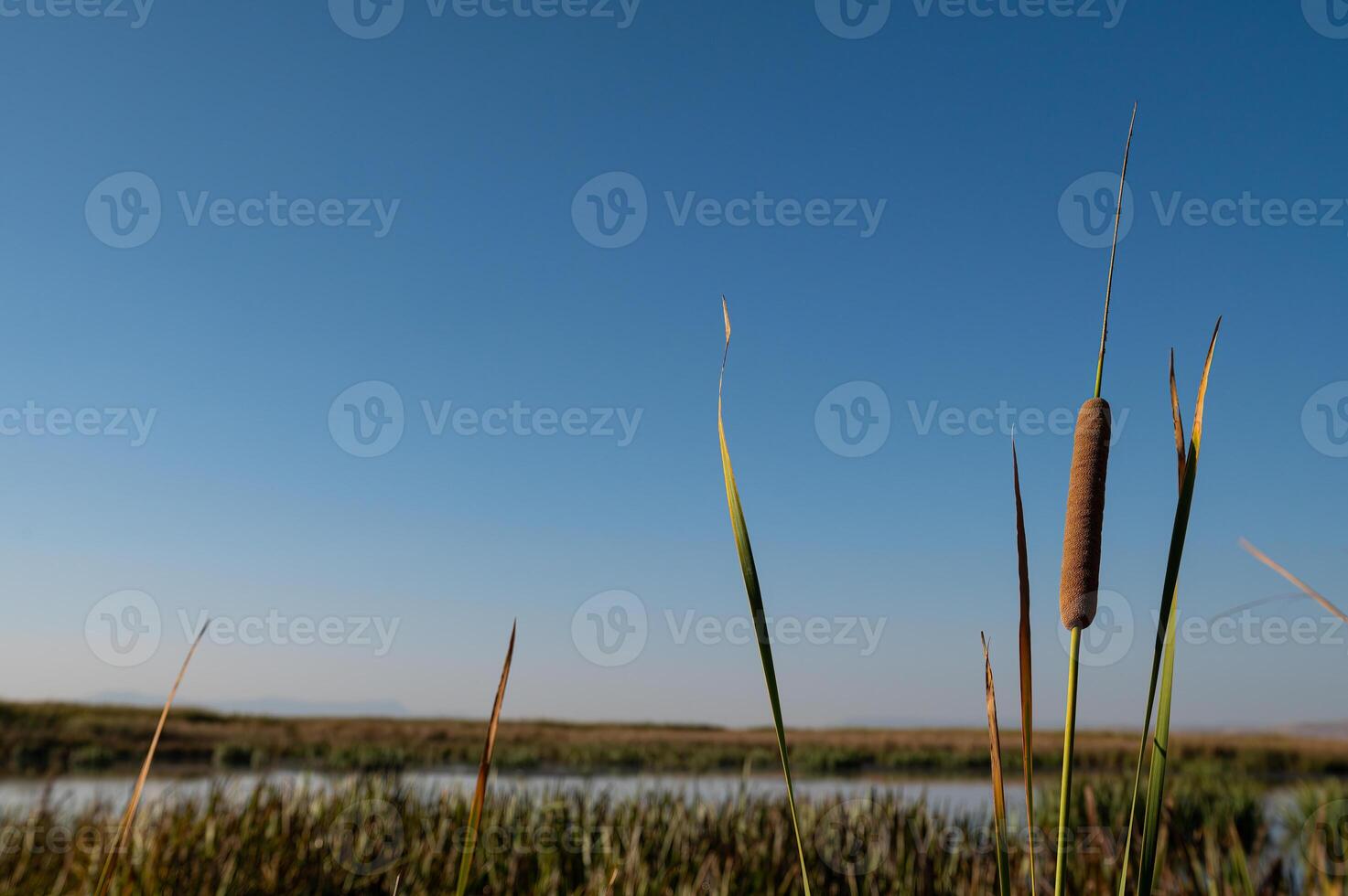 Brown cattails Typha latifolia at the water's edge photo
