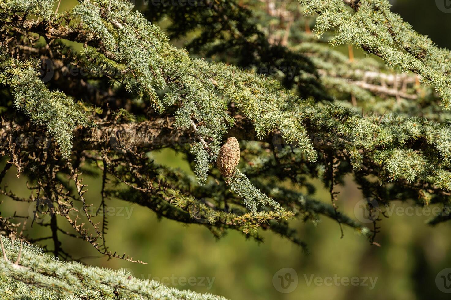 Cedrus libani, commonly known as Cedar of Lebanon, is a species of cedar. Full full frame picture. Lush green foliage and rows and rows of large brown cones. Natural background. photo