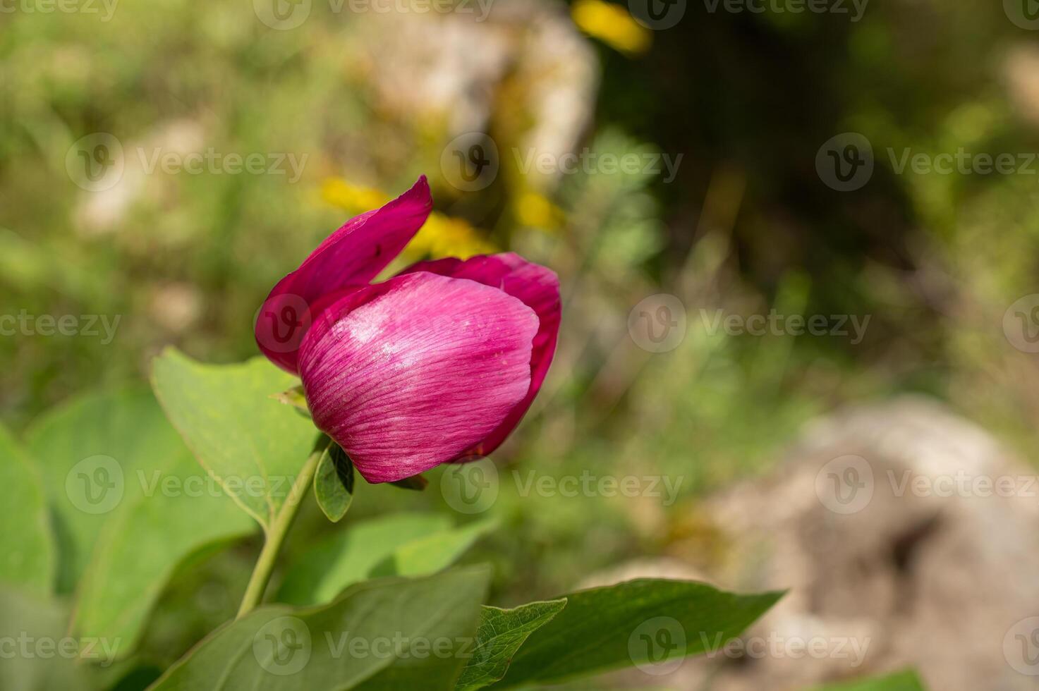 Red and pink flowers in nature. A plant native to Turkey, peony, scientific name Paeonia turcica. photo