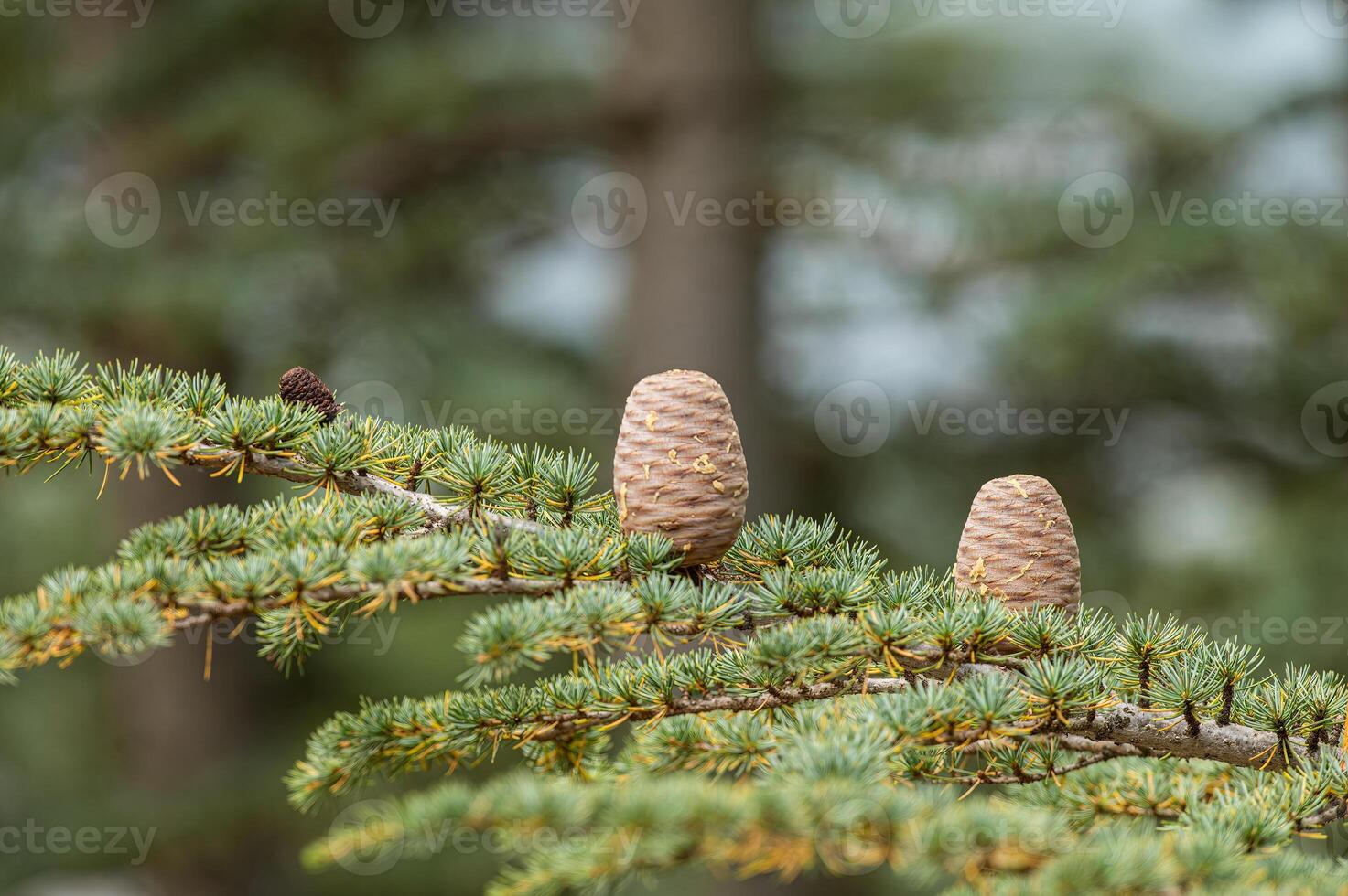 Cedrus libani, commonly known as Cedar of Lebanon, is a species of cedar. Full full frame picture. Lush green foliage and rows and rows of large brown cones. Natural background. photo