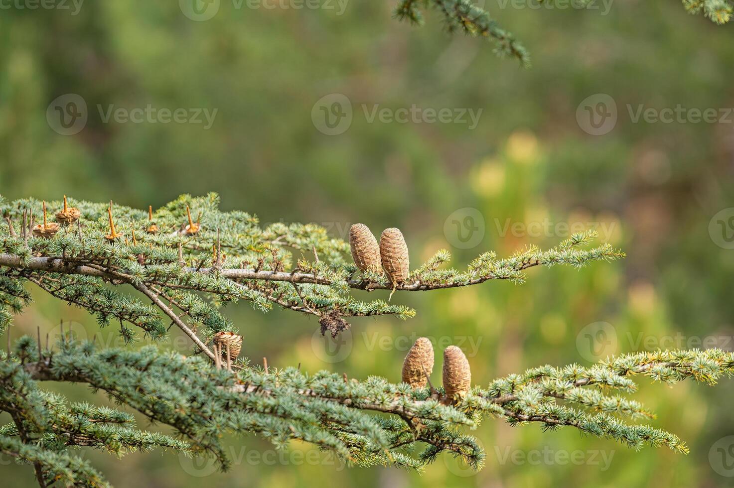 Cedrus libani, commonly known as Cedar of Lebanon, is a species of cedar. Full full frame picture. Lush green foliage and rows and rows of large brown cones. Natural background. photo