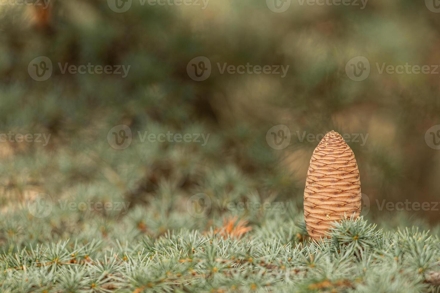 Cedrus libani, commonly known as Cedar of Lebanon, is a species of cedar. Full full frame picture. Lush green foliage and rows and rows of large brown cones. Natural background. photo