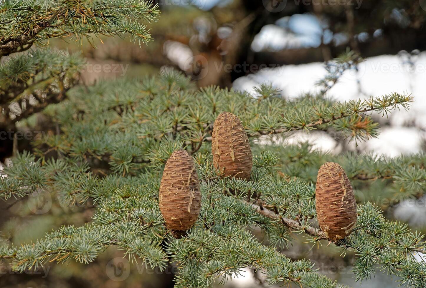 Cedrus libani, commonly known as Cedar of Lebanon, is a species of cedar. Full full frame picture. Lush green foliage and rows and rows of large brown cones. Natural background. photo