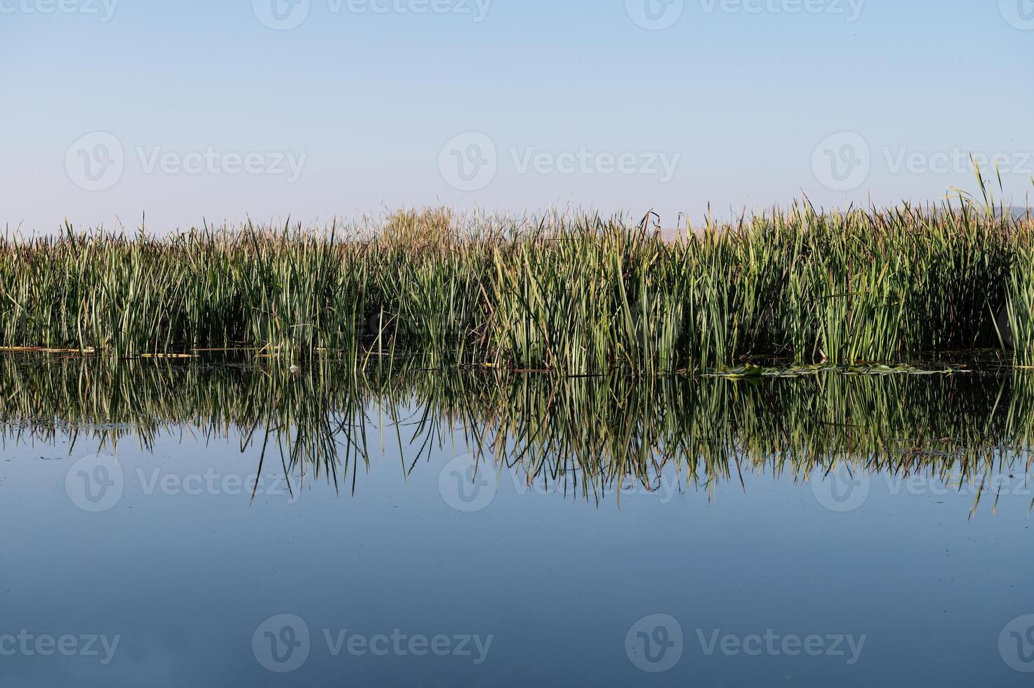 Reed plants in the wetland and their reflection in the water. photo