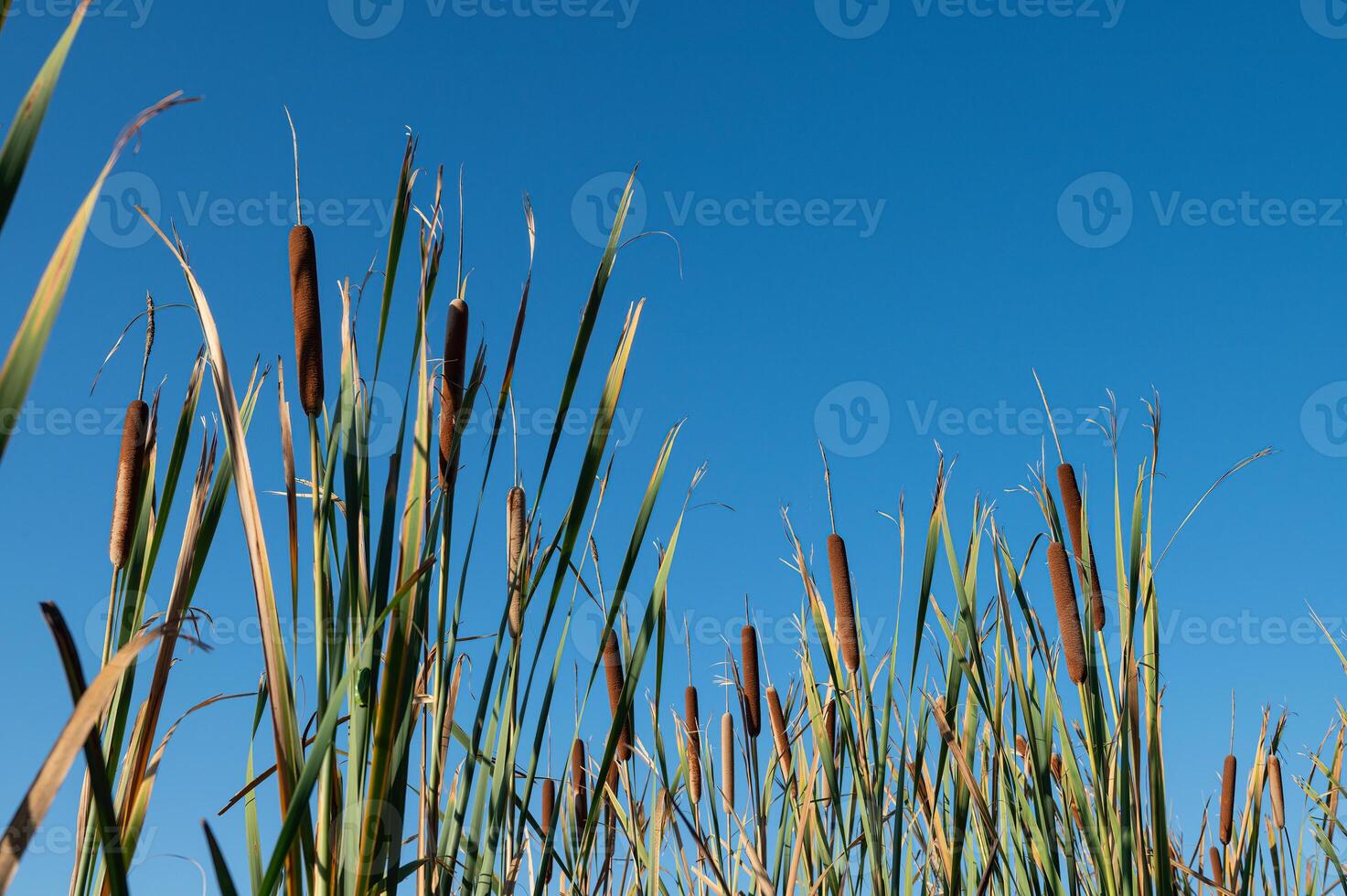 Brown cattails Typha latifolia at the water's edge photo