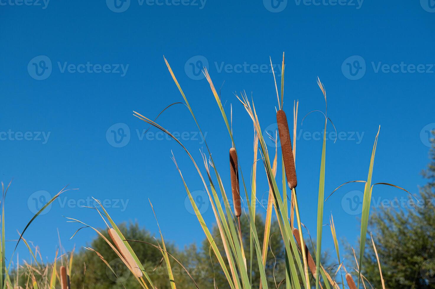 Brown cattails Typha latifolia at the water's edge photo