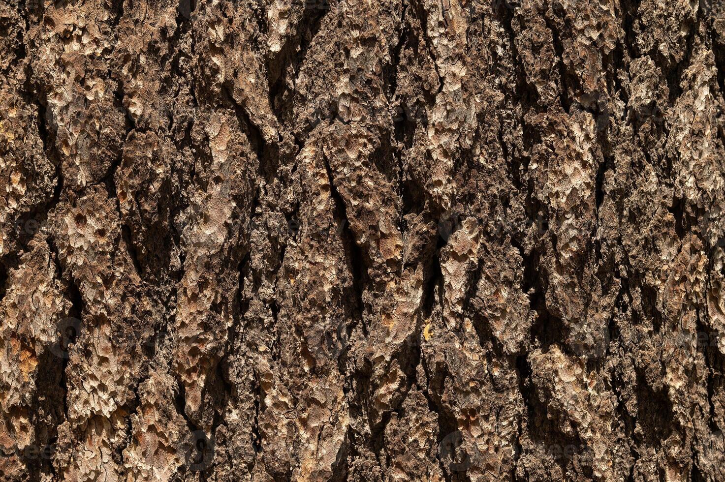 Detail of the bark of an old cedar tree. photo