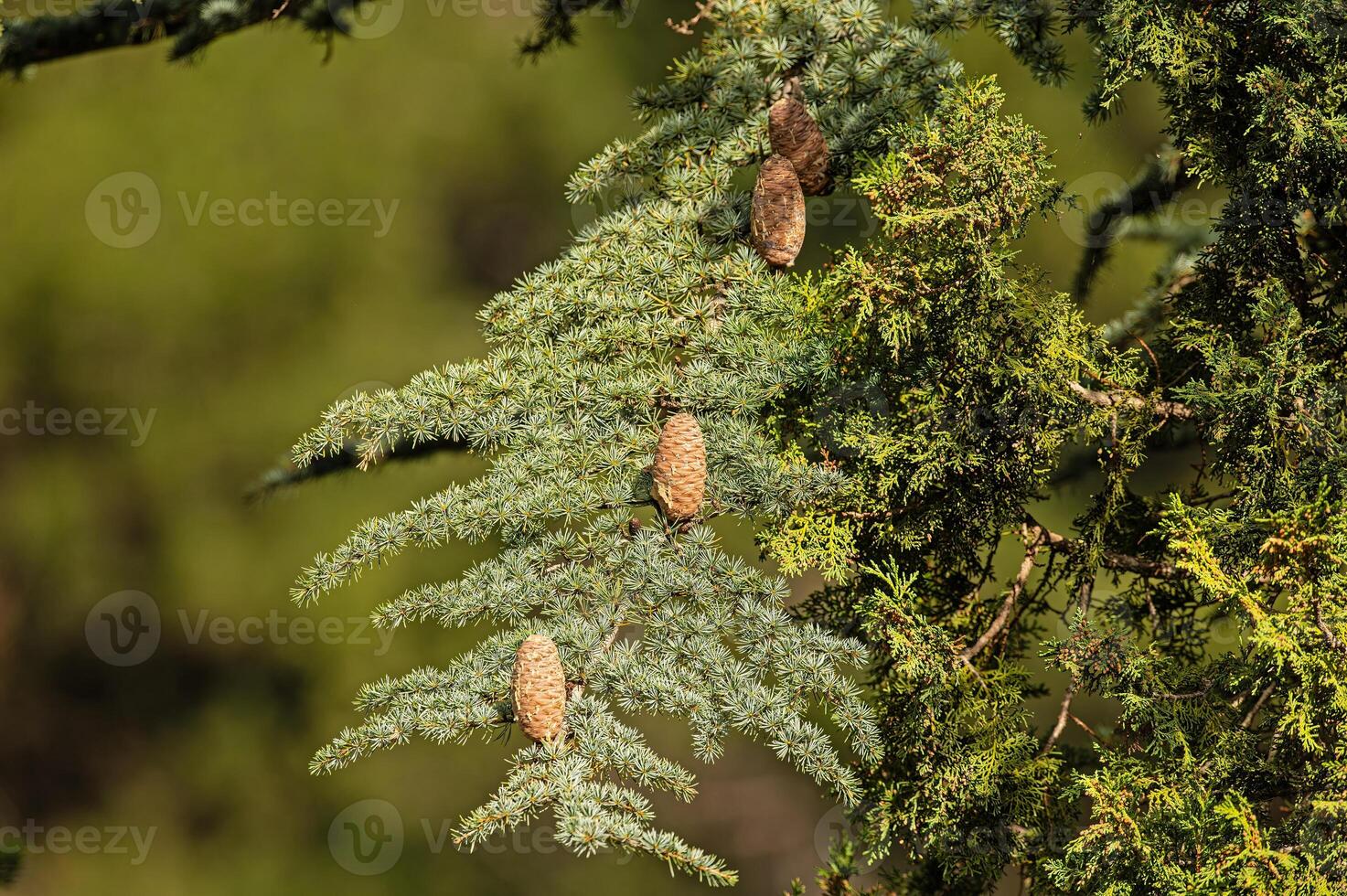 Cedrus libani, commonly known as Cedar of Lebanon, is a species of cedar. Full full frame picture. Lush green foliage and rows and rows of large brown cones. Natural background. photo