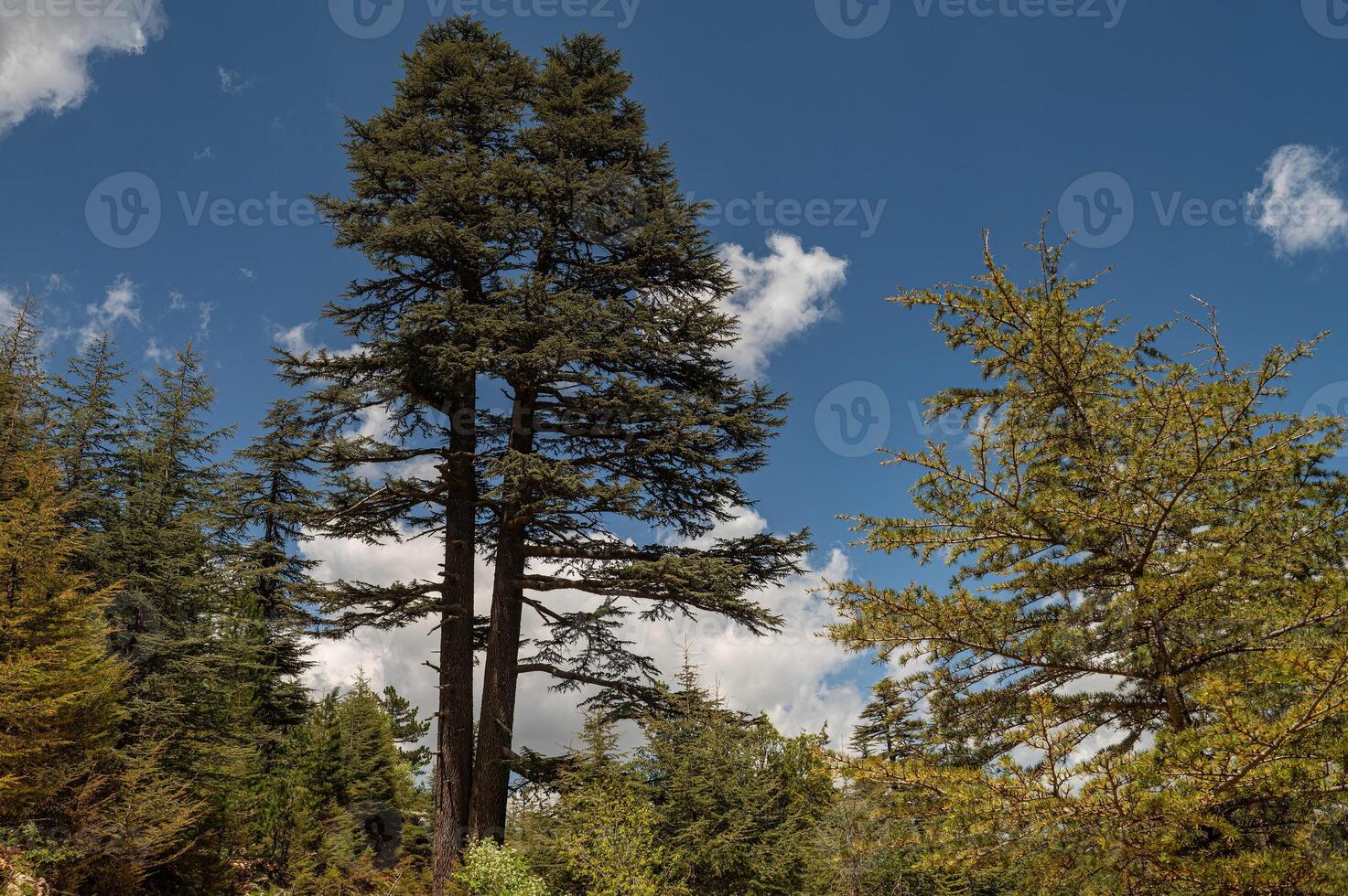 Old cedar trees in the forest. Monument tree. Blue sky background. photo