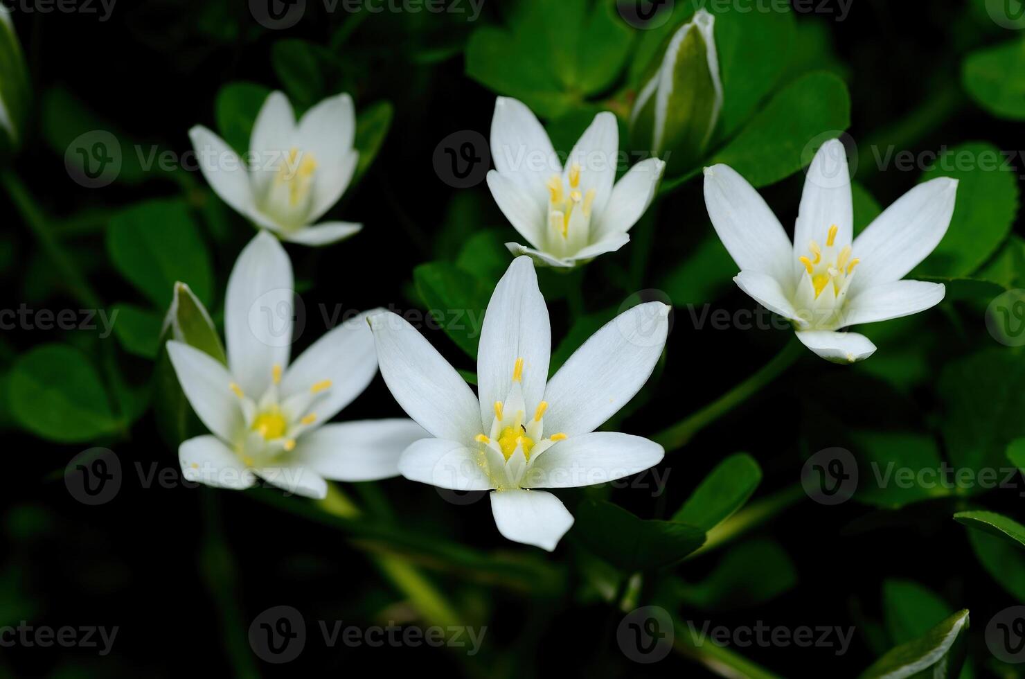 Ornithogalum umbellatum also known as the garden star ofBethlehem, grass lily a perennial bulbous flowering plant. photo