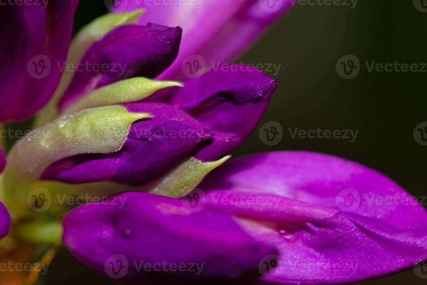 Close-up of a beautiful common Rhododendron, Rhododendron ponticum flower with dew droplets on petals photo