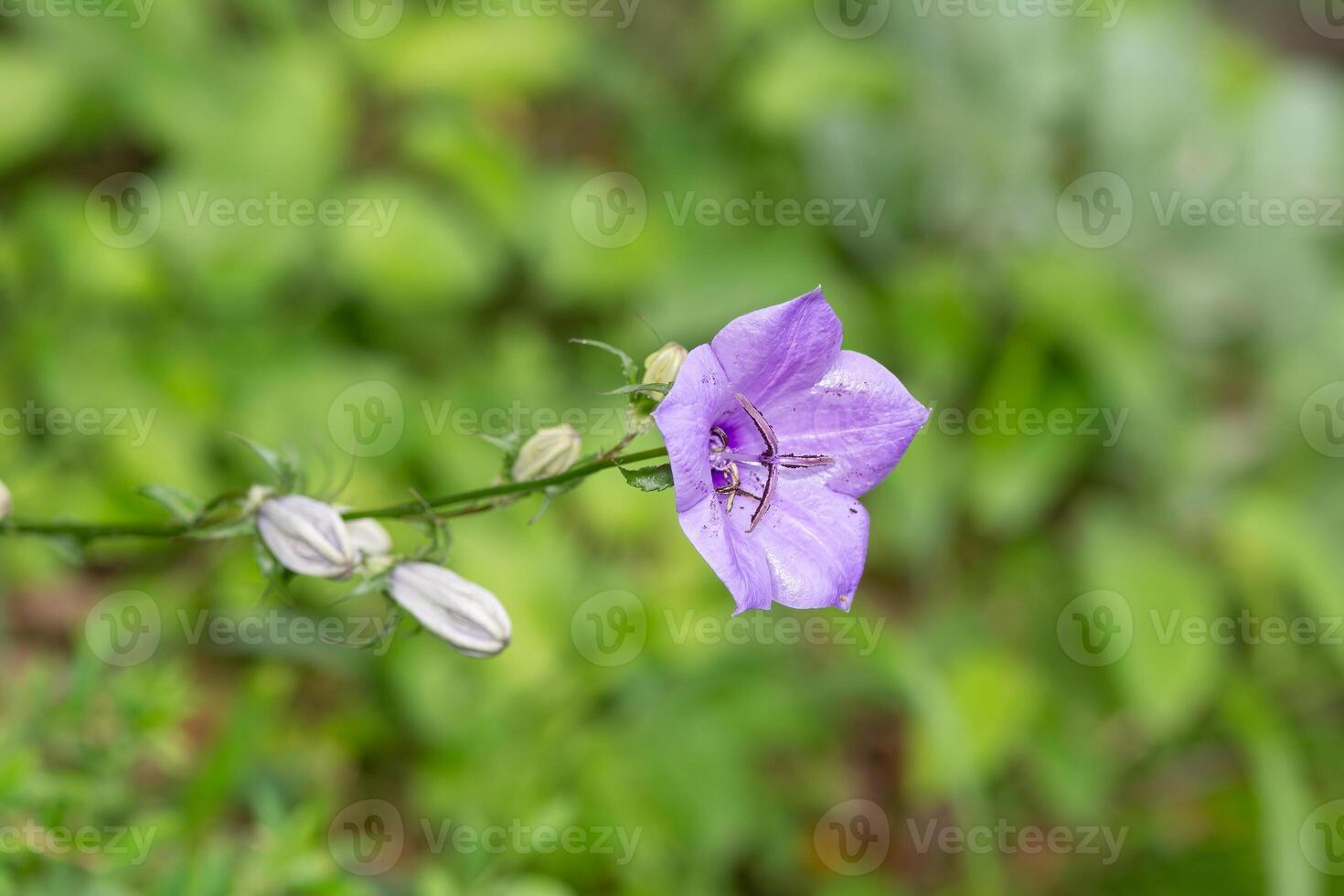 Campanula flowers bloom in the wild. photo