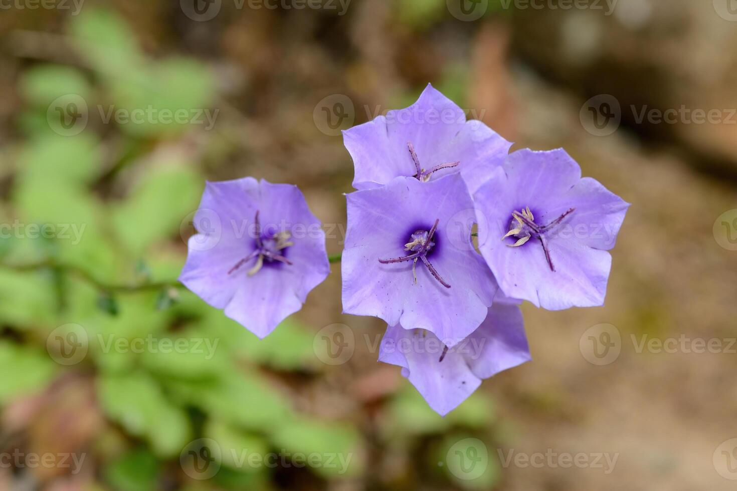 Campanula flowers close up in the wild. photo