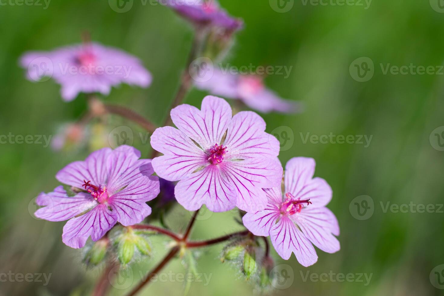 Purple coloured flowers in nature. Wild flower, scientific name Geranium tuberosum photo