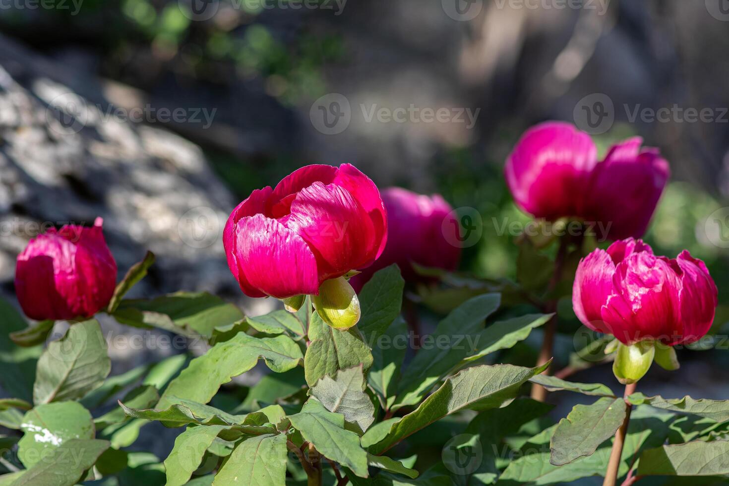 Red coloured flowers in nature. A plant native to Turkey, scientific name Paeonia turcica. photo