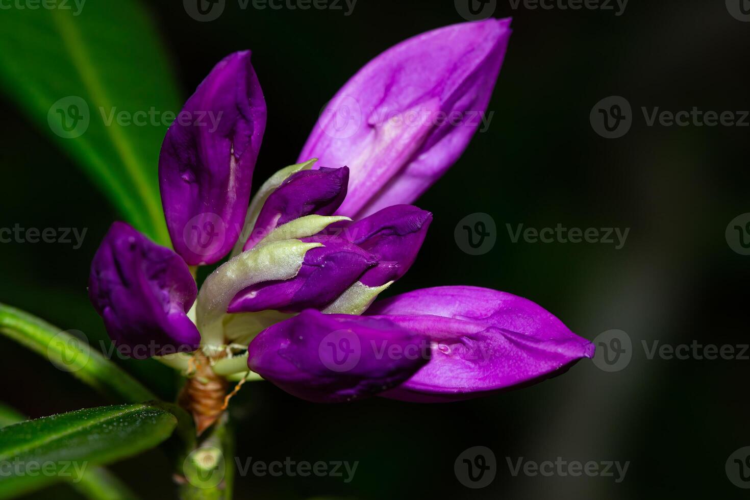 Close-up of a beautiful common Rhododendron, Rhododendron ponticum flower with dew droplets on petals photo