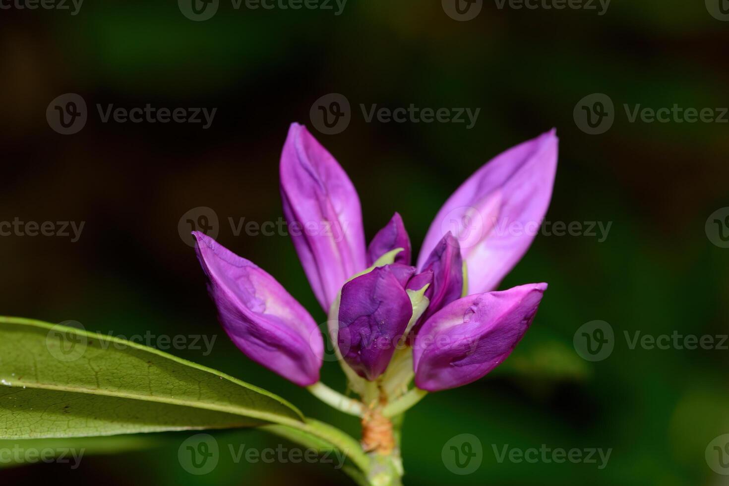 Close-up of a beautiful common Rhododendron, Rhododendron ponticum flower with dew droplets on petals photo