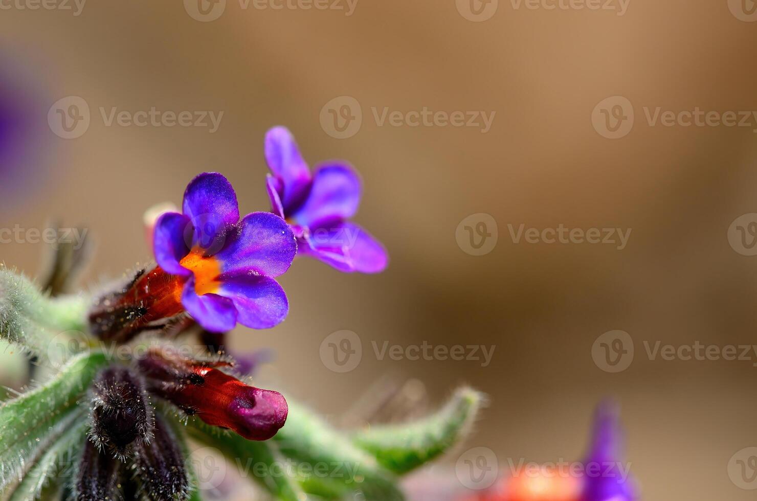 Alkanna, Boraginaceae, blue-flowered endemic plant in Turkey. photo