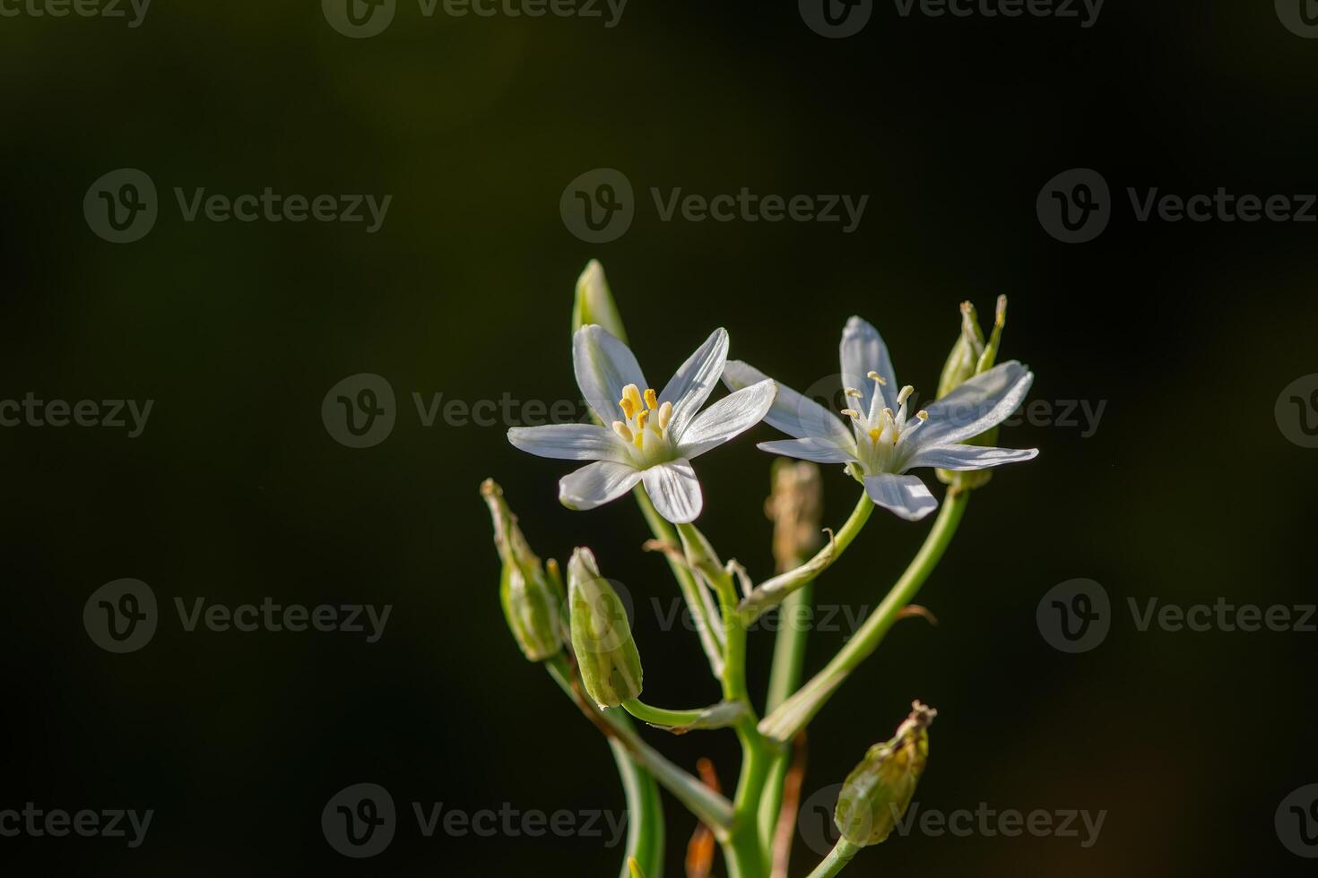 Ornithogalum flowers. beautiful bloom in the spring garden. Many white flowers of Ornithogalum. Ornithogalum umbellatum grass lily in bloom, small ornamental and wild white flowering photo